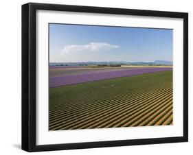 Lavender Field around Valensole-Guido Cozzi-Framed Photographic Print