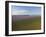 Lavender Field around Valensole-Guido Cozzi-Framed Photographic Print