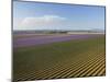 Lavender Field around Valensole-Guido Cozzi-Mounted Photographic Print