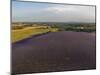 Lavender Field around Valensole-Guido Cozzi-Mounted Photographic Print