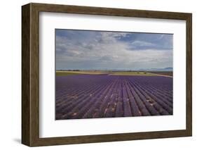 Lavender Field around Valensole-Guido Cozzi-Framed Photographic Print