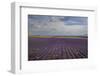 Lavender Field around Valensole-Guido Cozzi-Framed Photographic Print