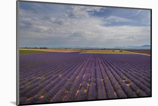 Lavender Field around Valensole-Guido Cozzi-Mounted Photographic Print