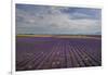 Lavender Field around Valensole-Guido Cozzi-Framed Photographic Print