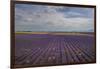 Lavender Field around Valensole-Guido Cozzi-Framed Photographic Print