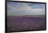 Lavender Field around Valensole-Guido Cozzi-Framed Photographic Print