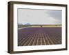 Lavender Field around Valensole-Guido Cozzi-Framed Photographic Print