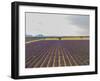 Lavender Field around Valensole-Guido Cozzi-Framed Photographic Print