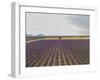 Lavender Field around Valensole-Guido Cozzi-Framed Photographic Print