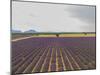 Lavender Field around Valensole-Guido Cozzi-Mounted Photographic Print