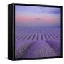 Lavender Field at Dusk-Cora Niele-Framed Stretched Canvas