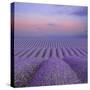 Lavender Field at Dusk-Cora Niele-Stretched Canvas