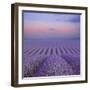 Lavender Field at Dusk-Cora Niele-Framed Giclee Print