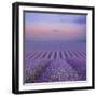 Lavender Field at Dusk-Cora Niele-Framed Giclee Print