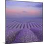 Lavender Field at Dusk-Cora Niele-Mounted Giclee Print