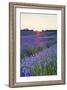 Lavender Field at Snowshill Lavender, the Cotswolds, Gloucestershire, England-Matthew Williams-Ellis-Framed Photographic Print
