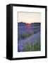 Lavender Field at Snowshill Lavender, the Cotswolds, Gloucestershire, England-Matthew Williams-Ellis-Framed Photographic Print