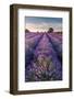 Lavender field at Somerset Lavender, Somerset, UK-Ross Hoddinott-Framed Photographic Print