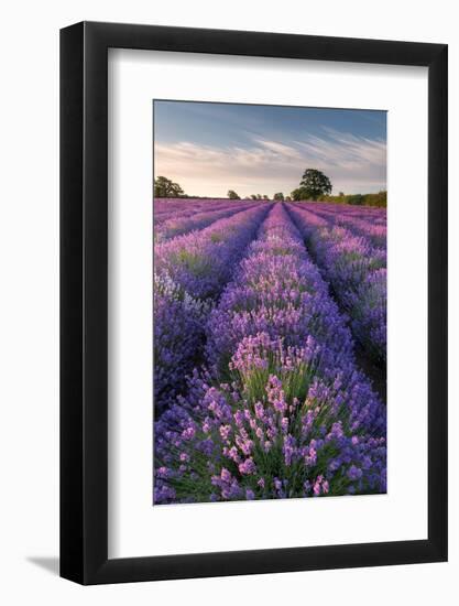 Lavender field at Somerset Lavender, Somerset, UK-Ross Hoddinott-Framed Photographic Print