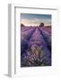 Lavender field at Somerset Lavender, Somerset, UK-Ross Hoddinott-Framed Photographic Print