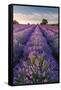 Lavender field at Somerset Lavender, Somerset, UK-Ross Hoddinott-Framed Stretched Canvas