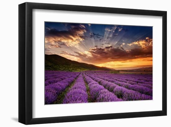 Lavender Field at Sunrise-null-Framed Art Print