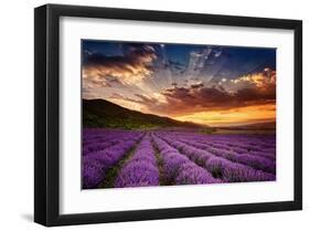 Lavender Field at Sunrise-null-Framed Art Print