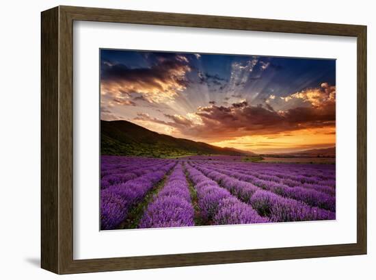 Lavender Field at Sunrise-null-Framed Art Print