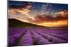 Lavender Field at Sunrise-null-Mounted Art Print