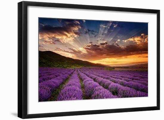 Lavender Field at Sunrise-null-Framed Art Print