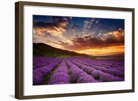 Lavender Field at Sunrise-null-Framed Art Print