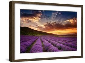 Lavender Field at Sunrise-null-Framed Art Print