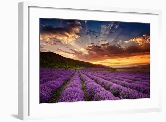 Lavender Field at Sunrise-null-Framed Art Print