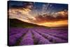 Lavender Field at Sunrise-null-Stretched Canvas