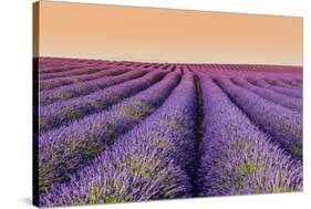 Lavender Field at Sunset, Plateau De Valensole, Provence, France-Stefano Politi Markovina-Stretched Canvas