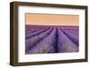 Lavender Field at Sunset, Plateau De Valensole, Provence, France-Stefano Politi Markovina-Framed Photographic Print