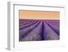 Lavender Field at Sunset, Plateau De Valensole, Provence, France-Stefano Politi Markovina-Framed Photographic Print