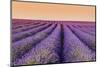 Lavender Field at Sunset, Plateau De Valensole, Provence, France-Stefano Politi Markovina-Mounted Photographic Print