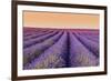 Lavender Field at Sunset, Plateau De Valensole, Provence, France-Stefano Politi Markovina-Framed Photographic Print