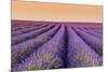 Lavender Field at Sunset, Plateau De Valensole, Provence, France-Stefano Politi Markovina-Mounted Photographic Print