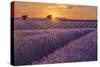 Lavender Field at Sunset-Cora Niele-Stretched Canvas