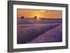 Lavender Field at Sunset-Cora Niele-Framed Giclee Print