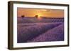 Lavender Field at Sunset-Cora Niele-Framed Giclee Print