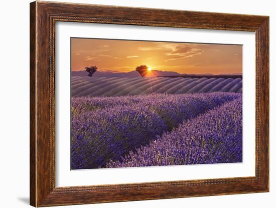 Lavender Field at Sunset-Cora Niele-Framed Giclee Print