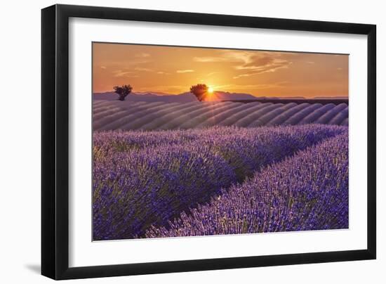 Lavender Field at Sunset-Cora Niele-Framed Giclee Print