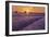 Lavender Field at Sunset-Cora Niele-Framed Giclee Print