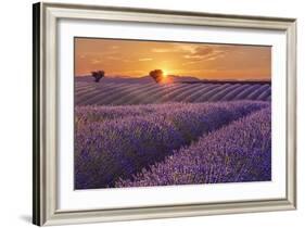 Lavender Field at Sunset-Cora Niele-Framed Giclee Print