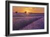 Lavender Field at Sunset-Cora Niele-Framed Giclee Print