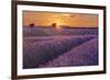 Lavender Field at Sunset-Cora Niele-Framed Giclee Print