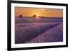 Lavender Field at Sunset-Cora Niele-Framed Giclee Print